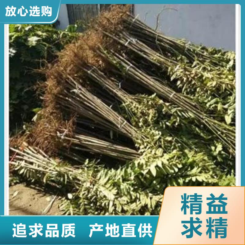 香椿苗价格合理的公司标准工艺