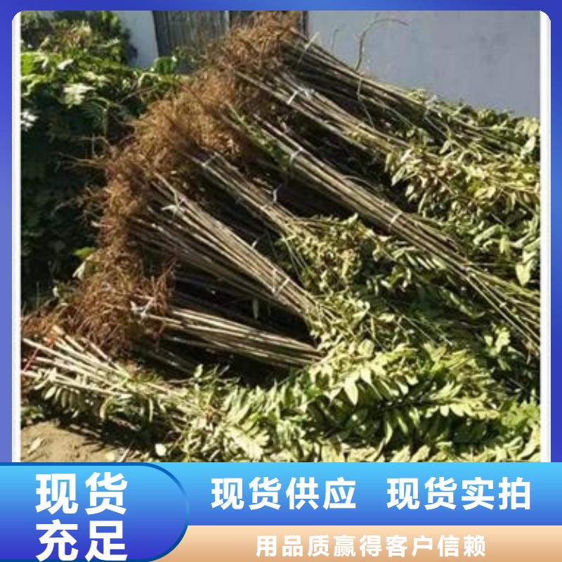 香椿苗-好产品放心可靠