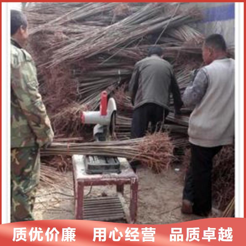 甄选：香椿苗厂家