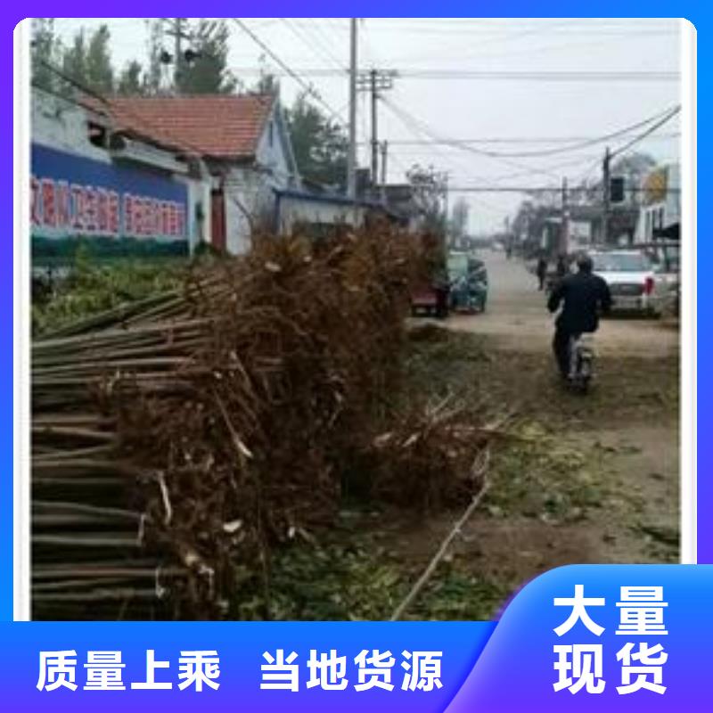 香椿苗今日行情