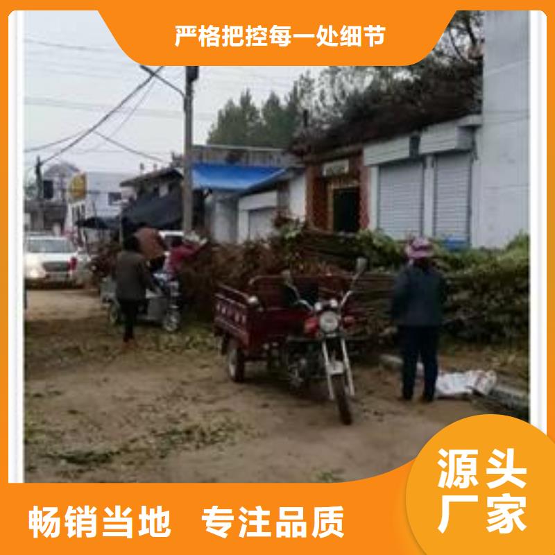 #香椿苗#-可定制