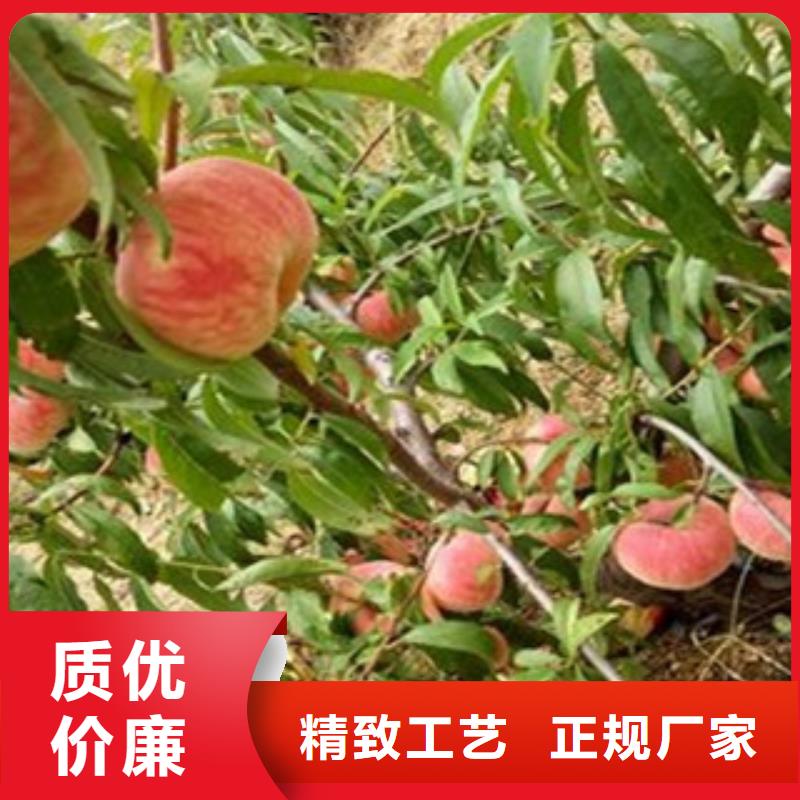桃苗|桃苗厂家现货