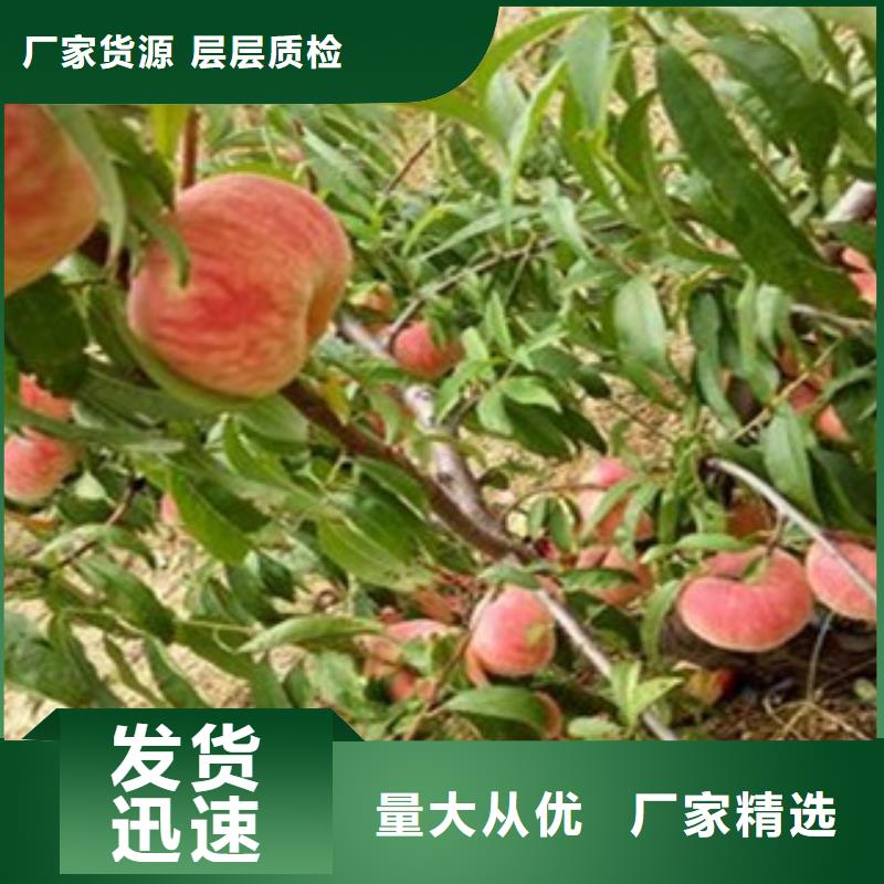 桃苗-桃苗货源充足