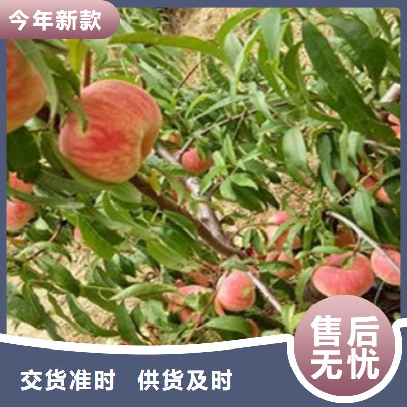 质优价廉的桃苗基地