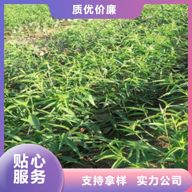 桃苗工艺精良