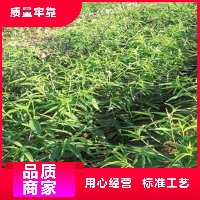 定做桃苗的供货商当地经销商