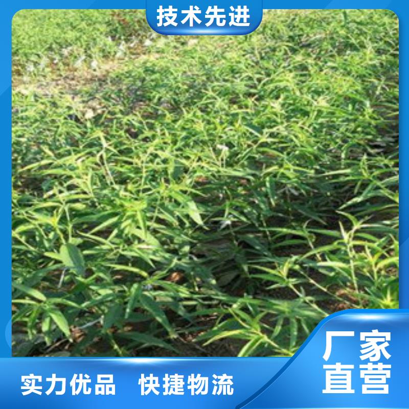 桃苗源头厂家价格优惠一手价格