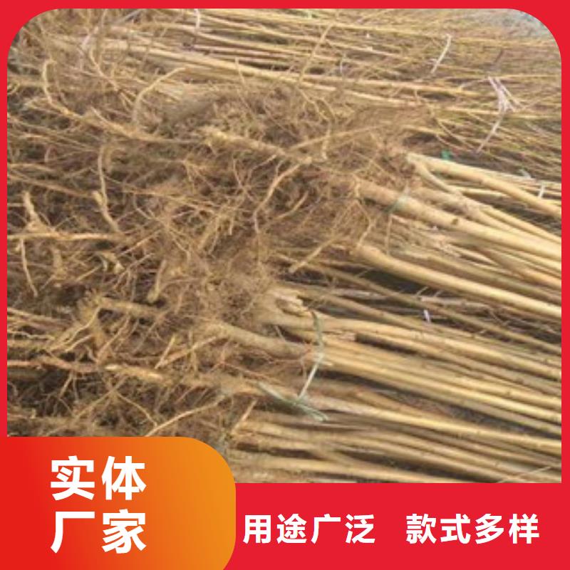 优质桃苗的生产厂家一手货源源头厂家