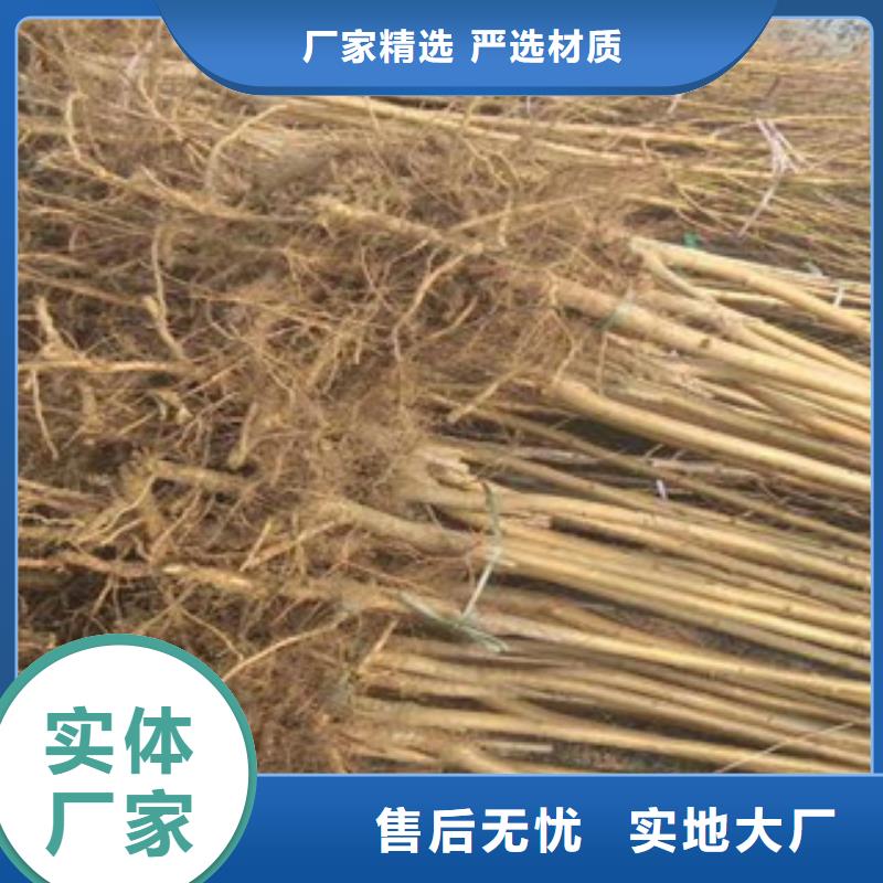 桃苗生产厂家、批发商
