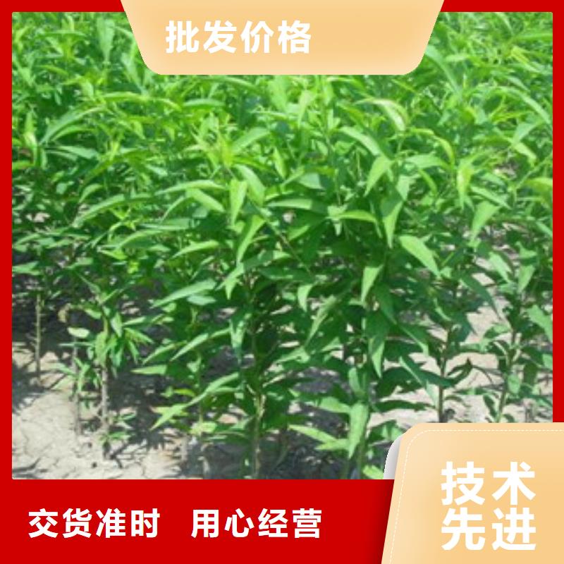 桃苗、桃苗生产厂家-本地商家用的放心