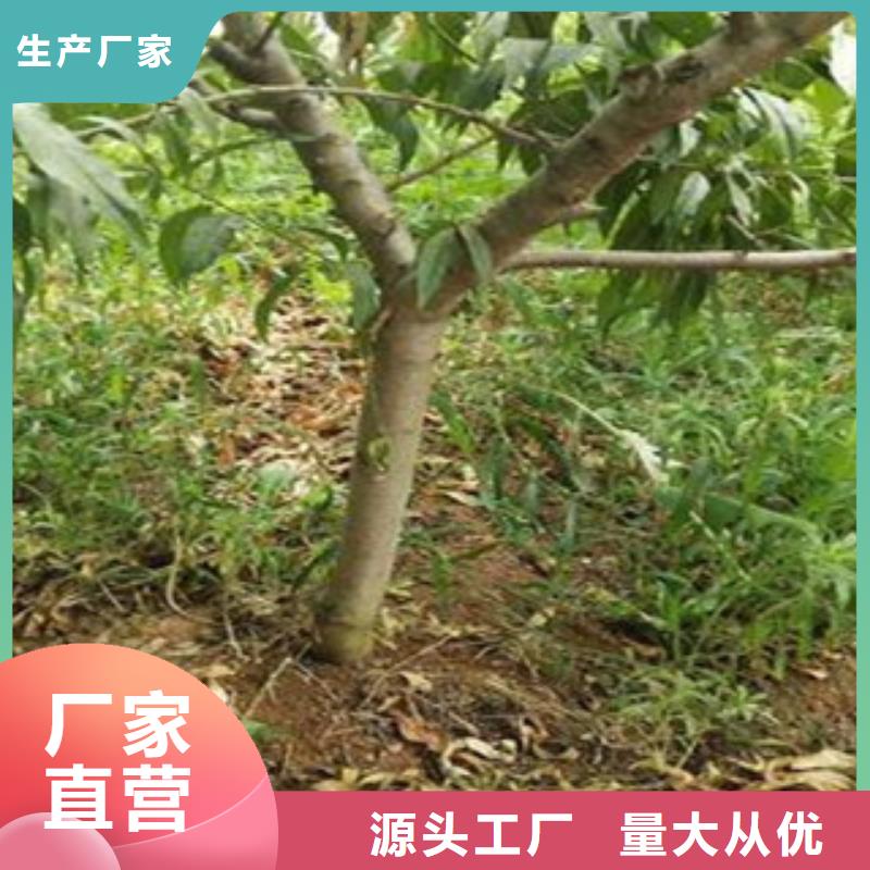 桃苗厂家-报价高质量高信誉