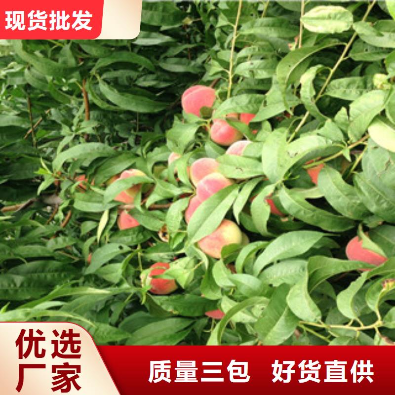 桃苗实体大厂