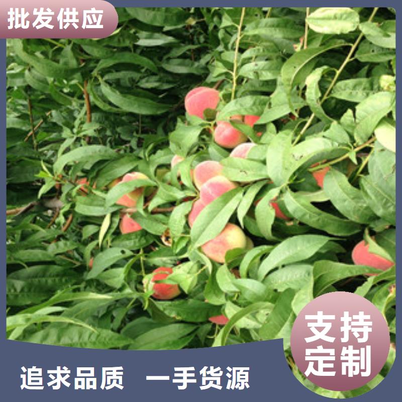 桃苗-常规货源当天发出