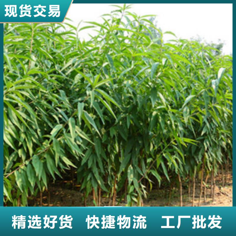 服务周到的桃苗生产厂家专注品质