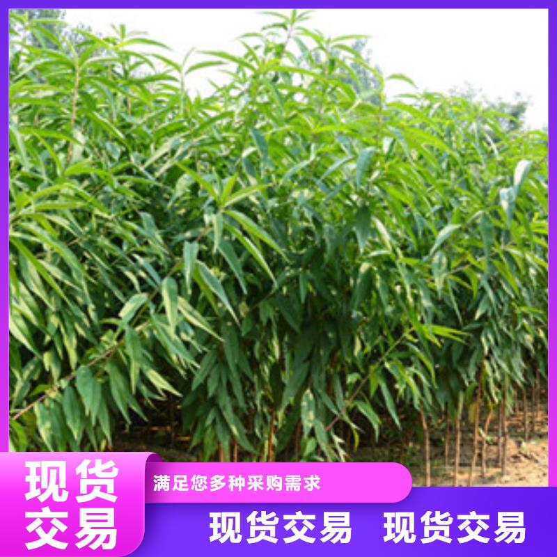 优选：桃苗工厂同城服务商