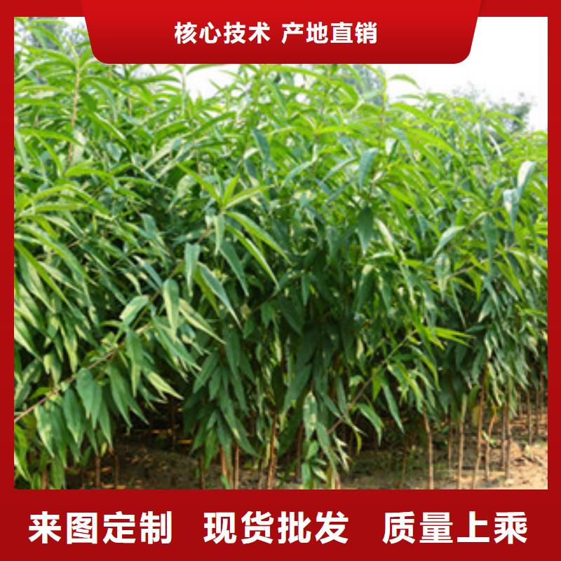 桃苗图片