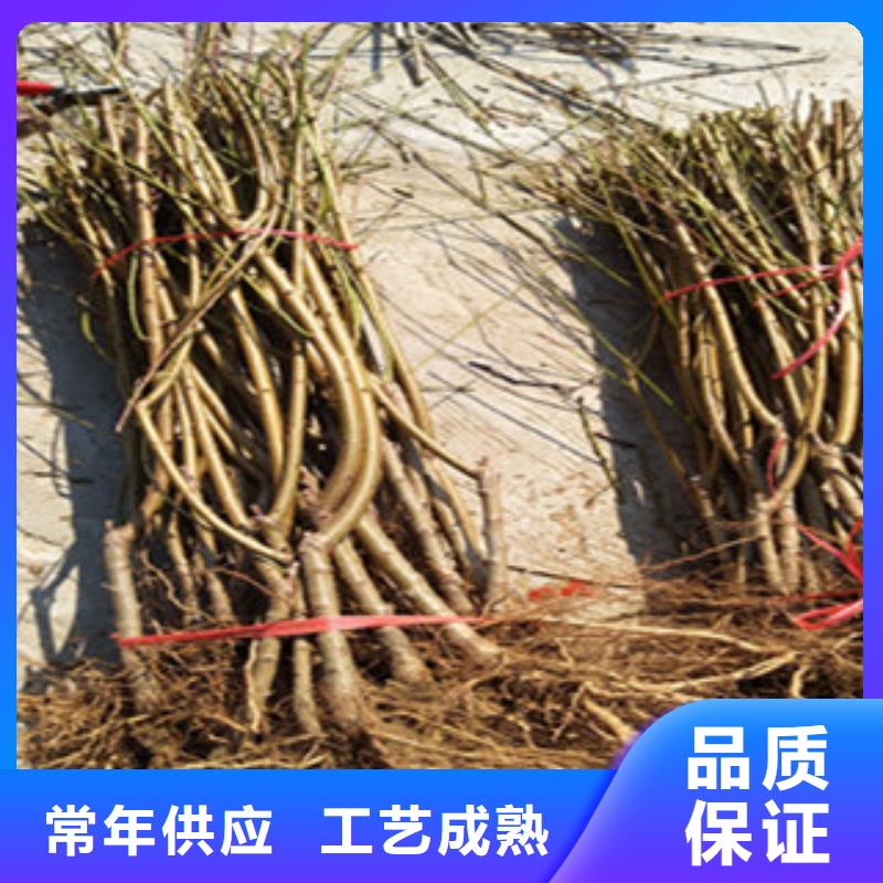 库存充足的桃苗批发商货品齐全