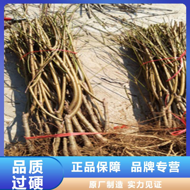 桃苗加工厂