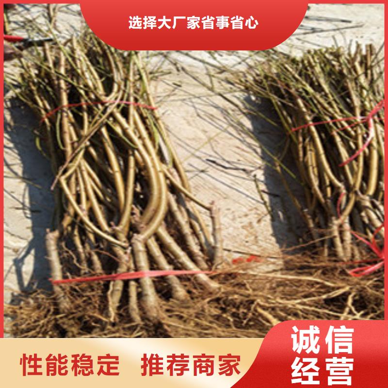 桃苗物美价廉大量现货供应