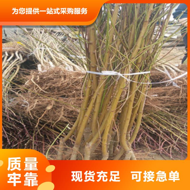 桃苗量大优先发货产品细节参数