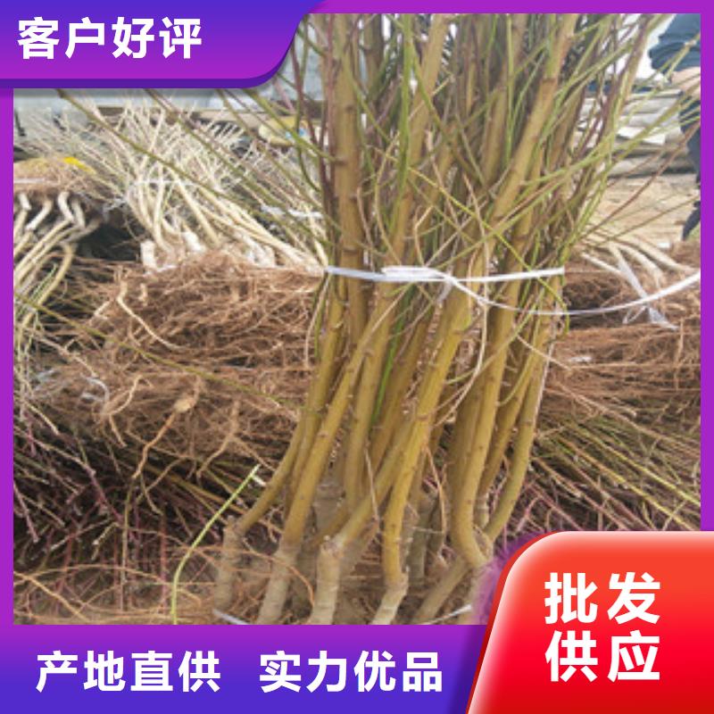 生产桃苗的厂家本地经销商