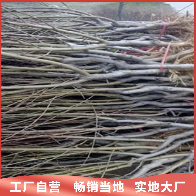 桃苗-桃苗全国配送当地服务商