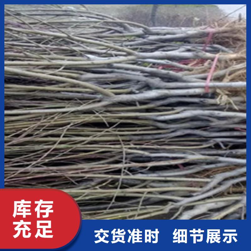 值得信赖的桃苗供应商