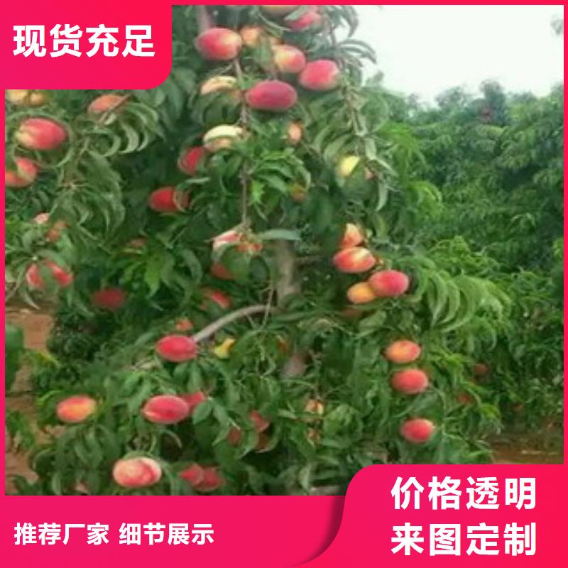 桃苗厂家-值得信赖