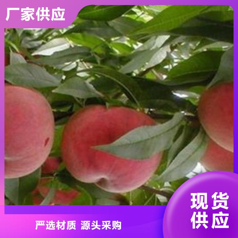 优选：桃苗品牌厂家本地服务商