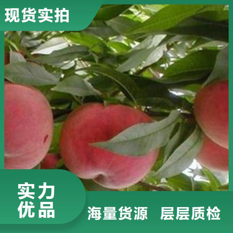 桃苗质高价优细节决定成败