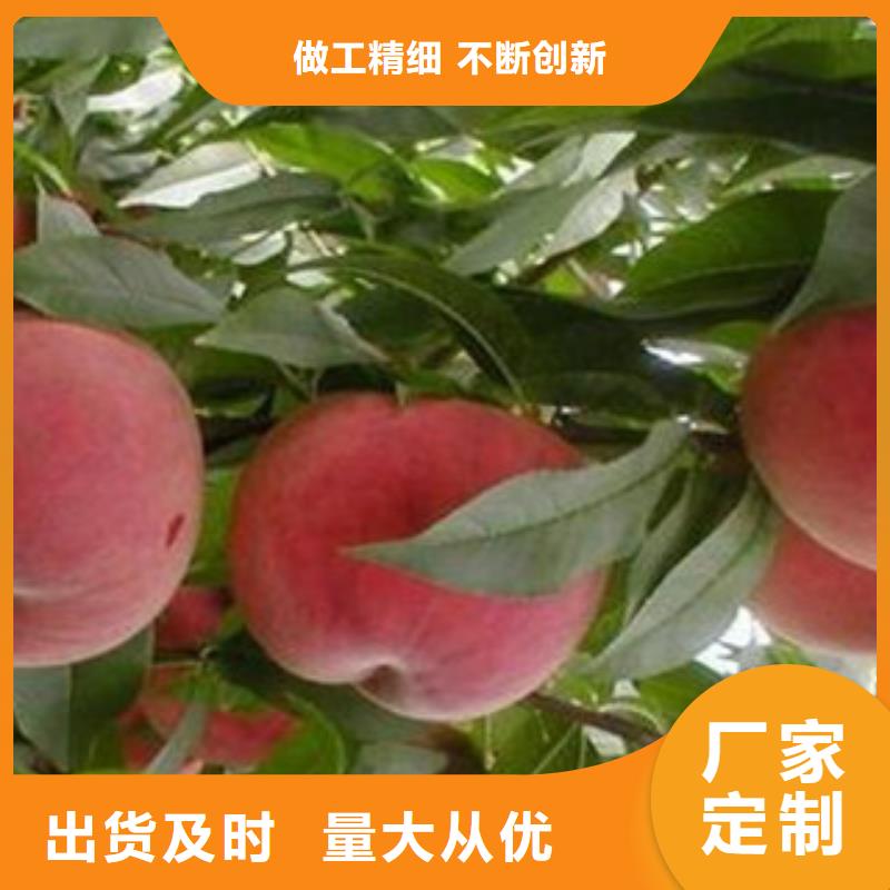 桃苗实体大厂