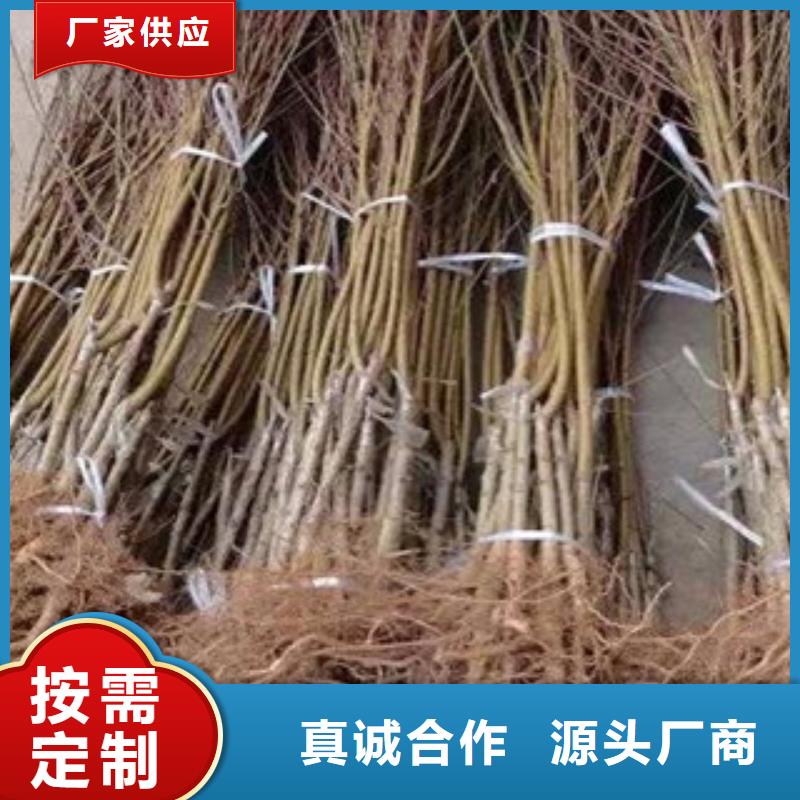 桃苗个性化定制细节严格凸显品质