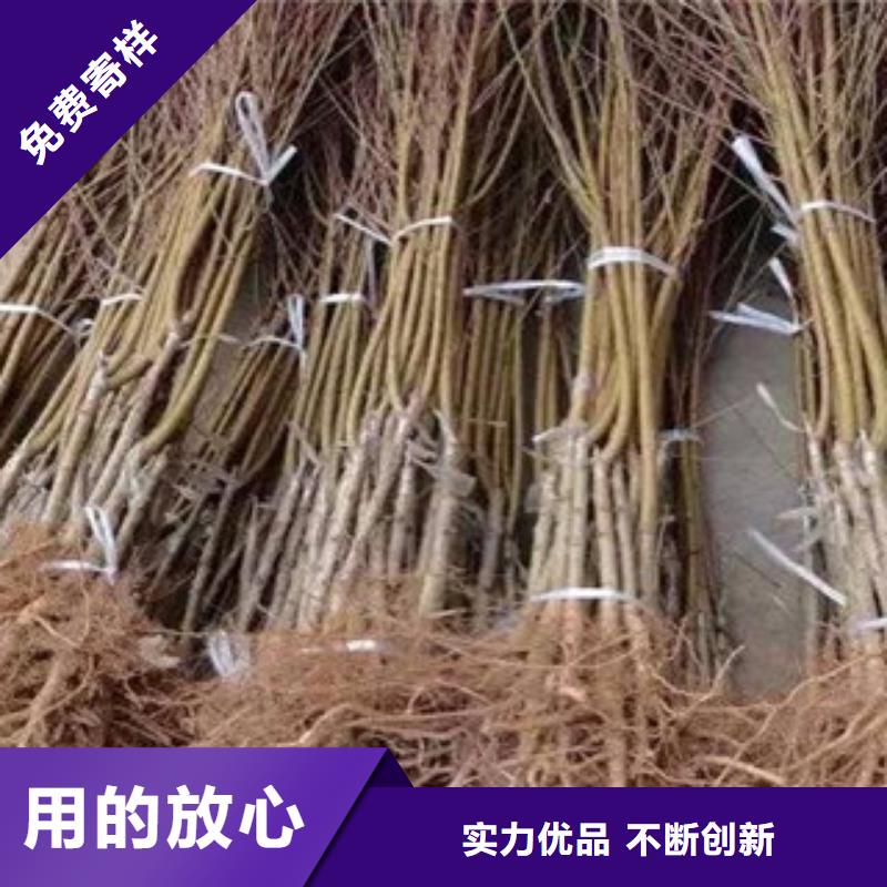 供应批发桃苗-靠谱