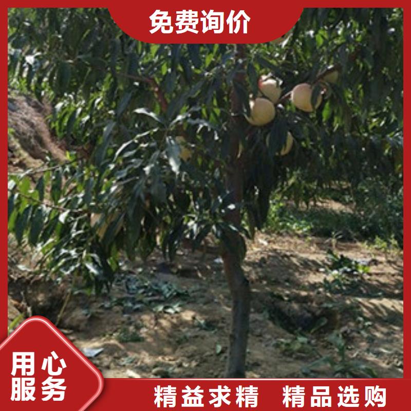 桃苗行业资讯大品牌值得信赖