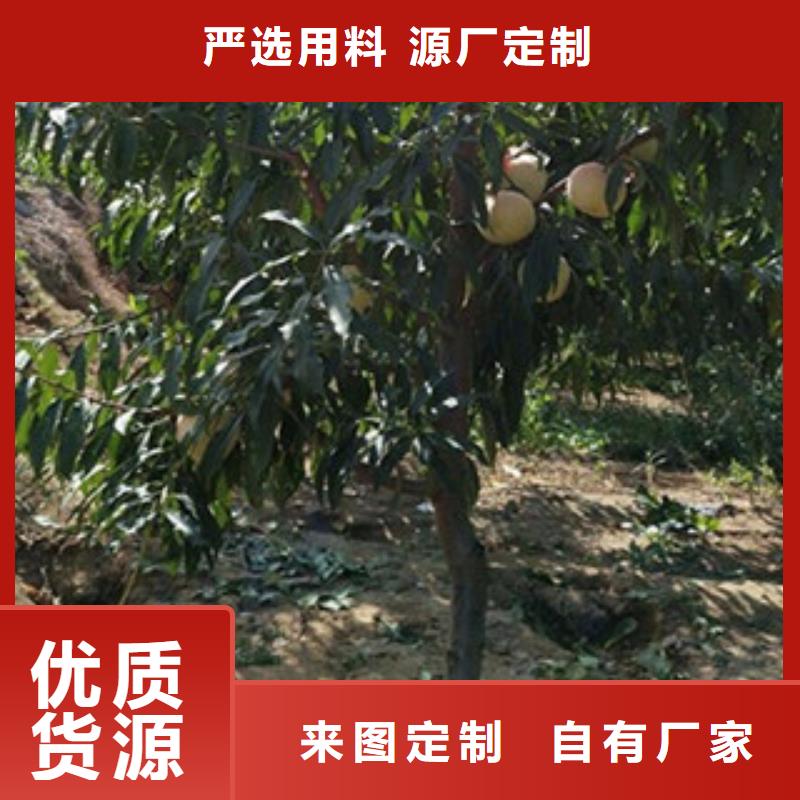 桃苗公司地址一站式厂家