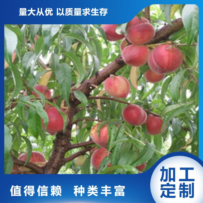 桃苗好口碑本地经销商