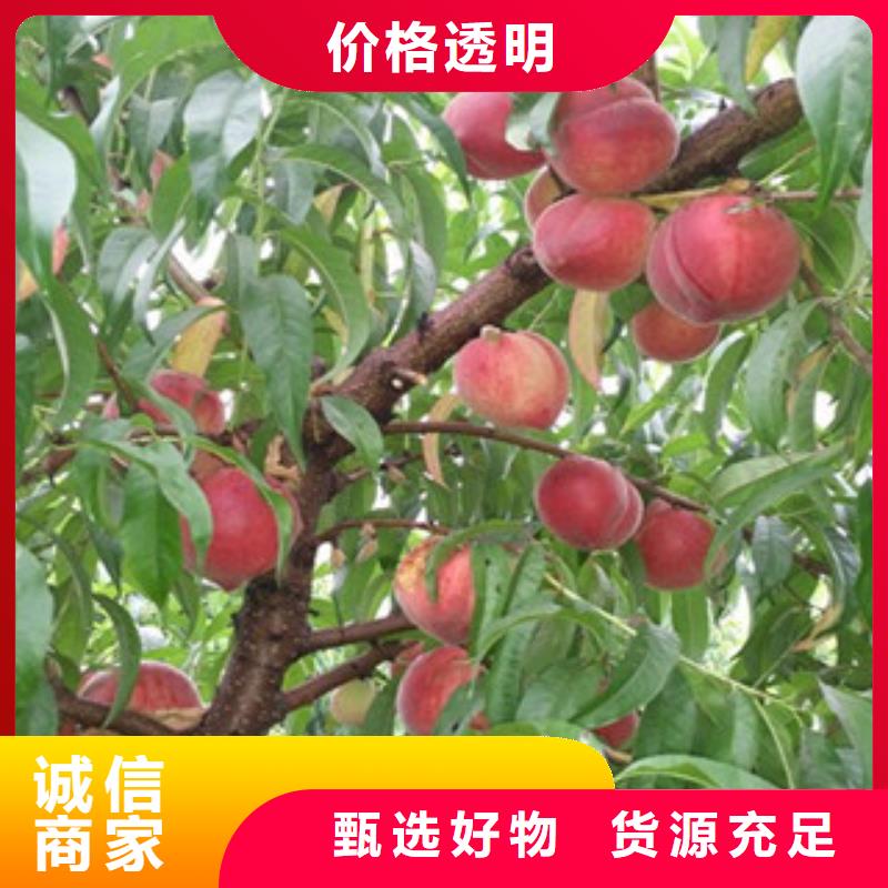 桃苗厂家直供 桃苗价格用的放心