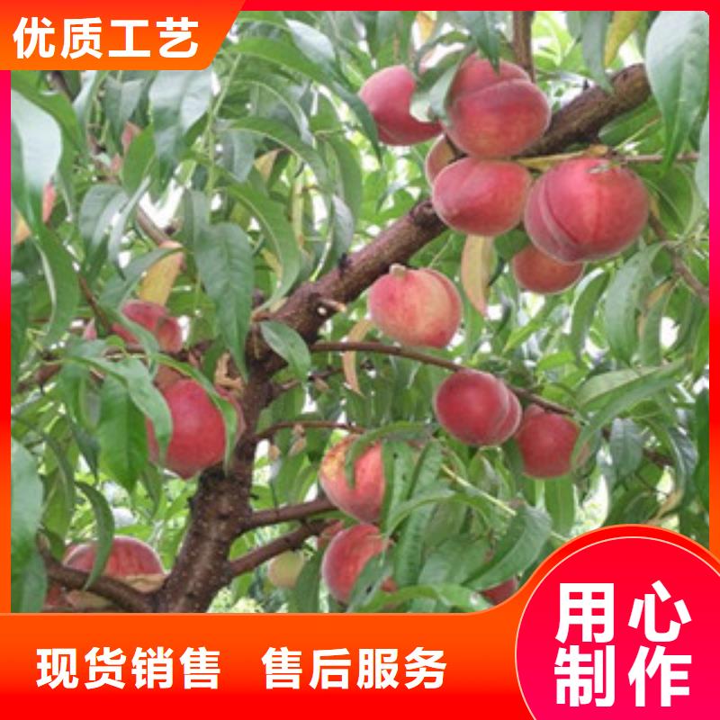 供应桃苗_厂家/供应