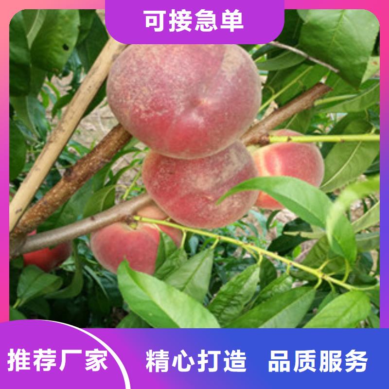 #桃苗#-欢迎您专注质量