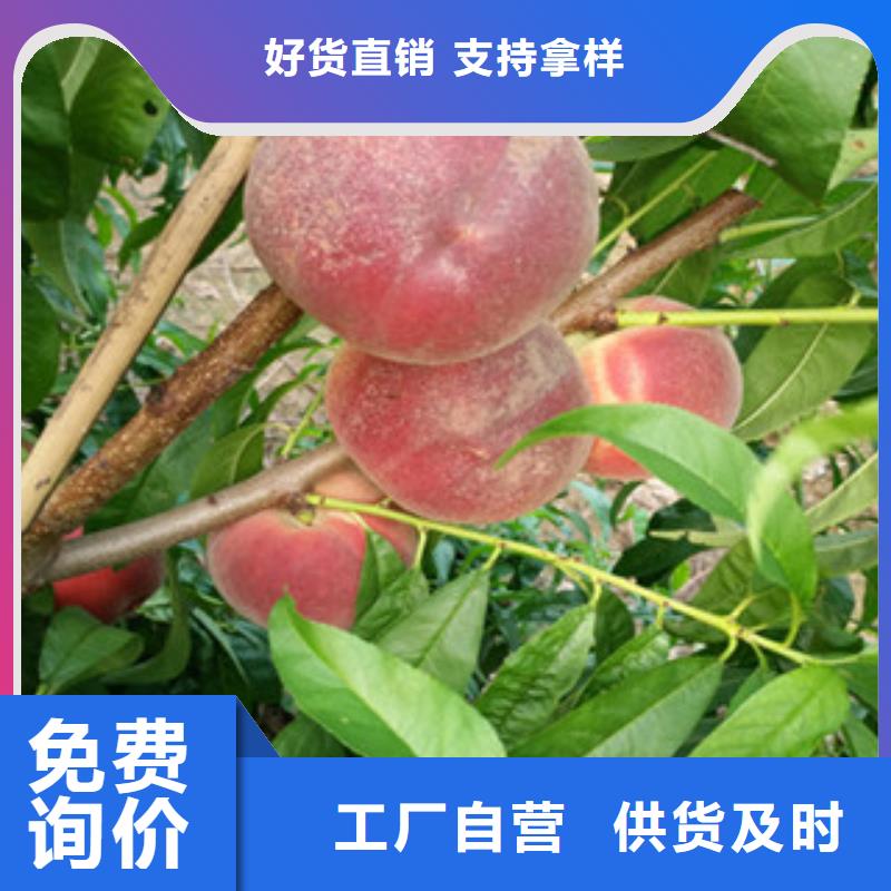 生产桃苗的生产厂家