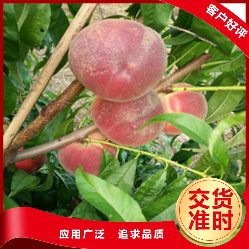 桃苗源头工厂