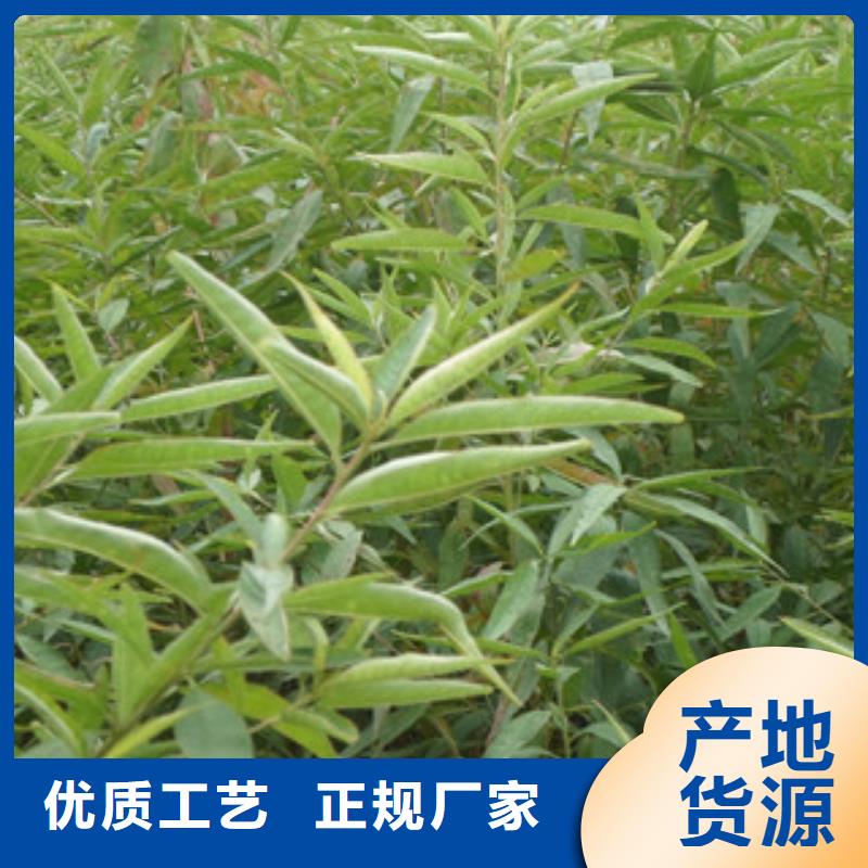 供应批发桃苗-靠谱