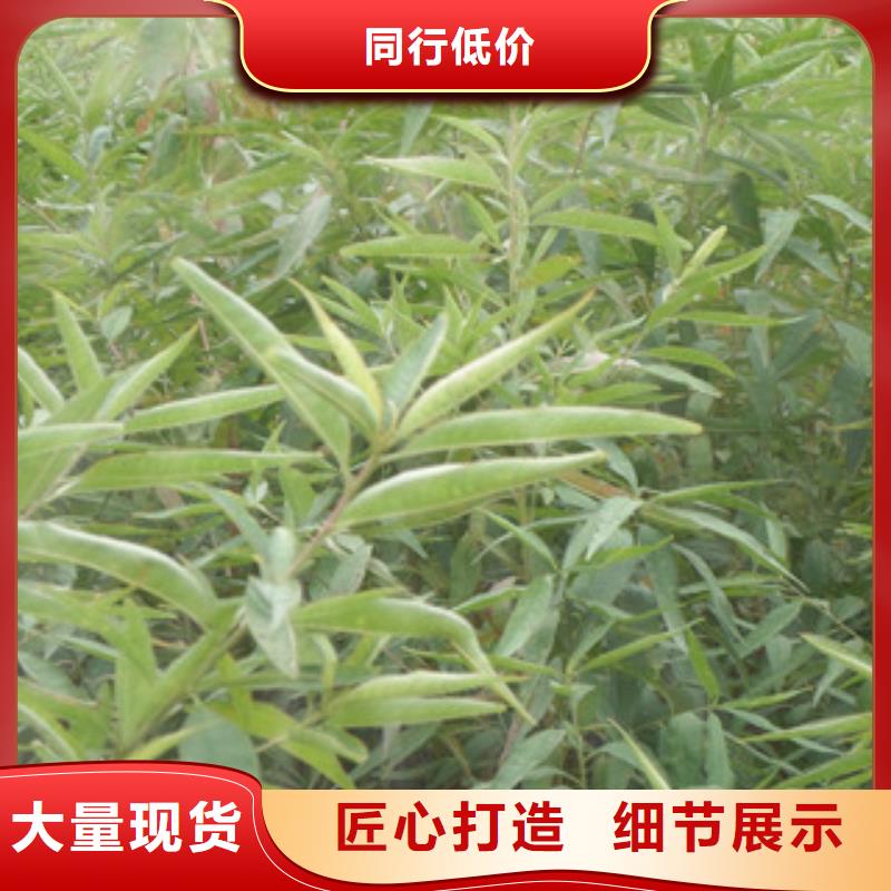 常年供应桃苗-品牌