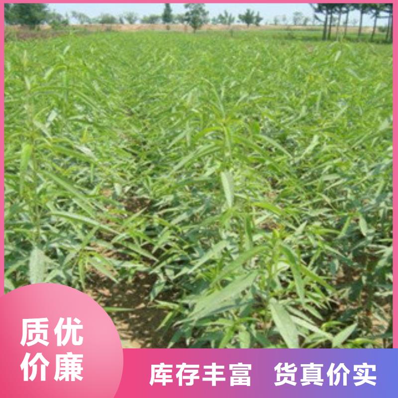 桃苗畅销全省