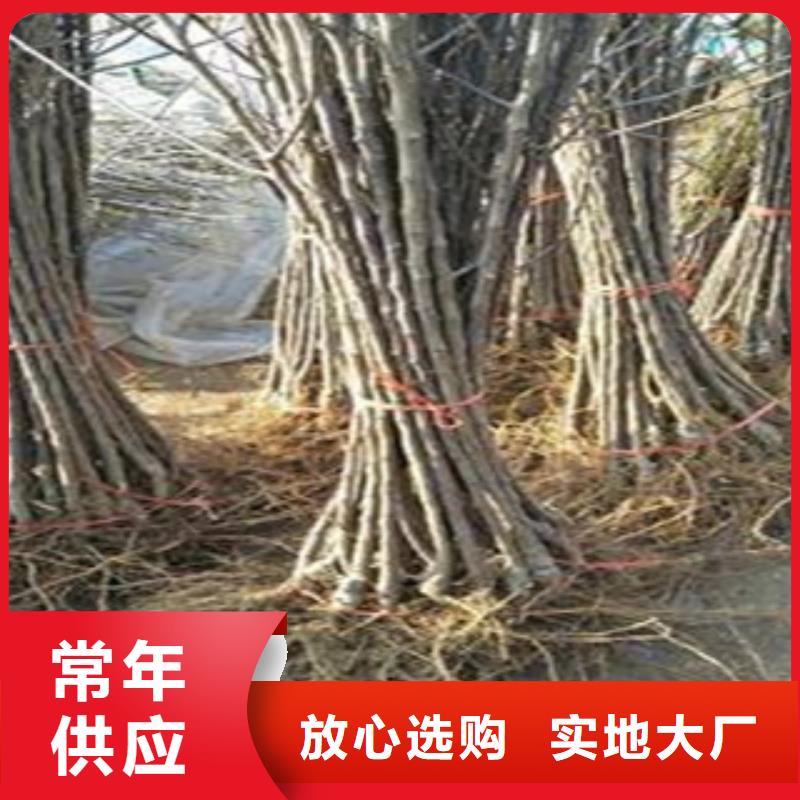 桃苗厂家供货