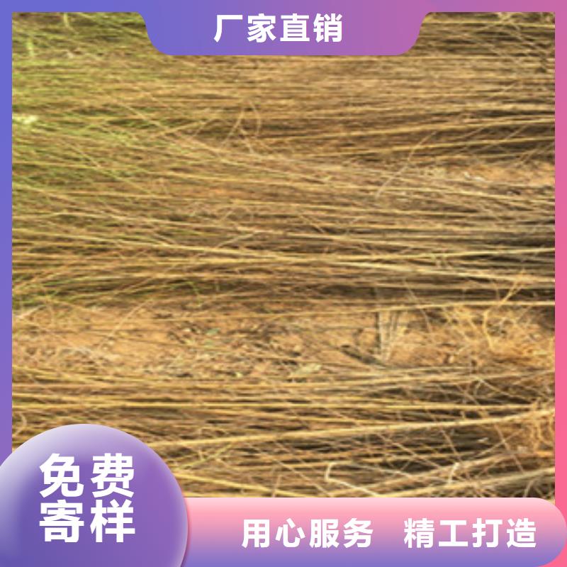 质优价廉的桃苗基地