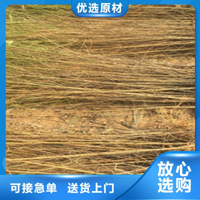 桃苗厂家供货