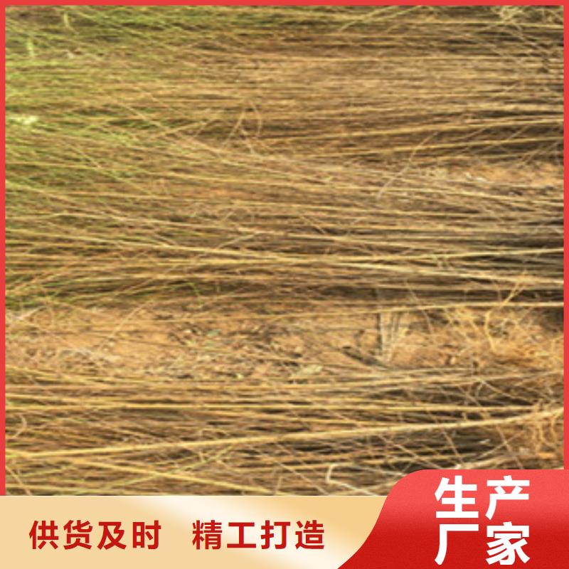 桃苗-桃苗货源充足