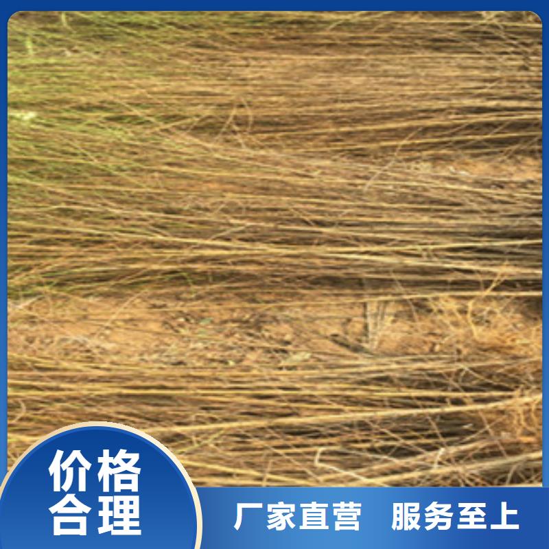 桃苗制造工厂本地生产商