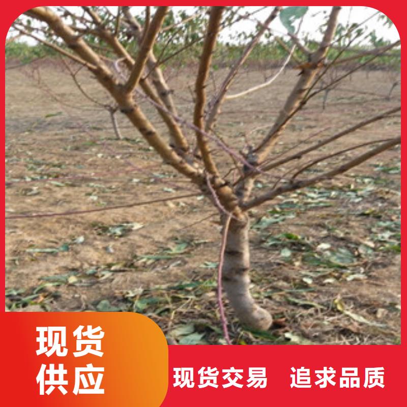 买桃苗必看-经验丰富